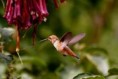 /album/drugi/a250px-humming-ggp-1-jpg/